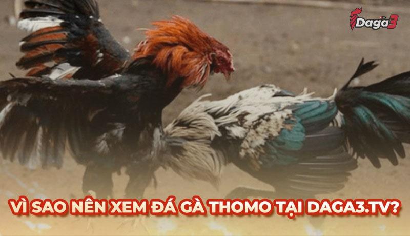 Vì sao nên chọn sysaler.io để xem đá gà trực tiếp thomo